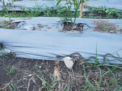 Protobothrops mucrosquamatus