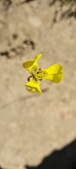Moraea bellendenii