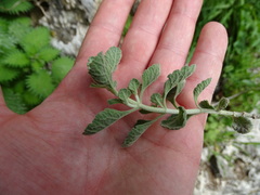 Teucrium