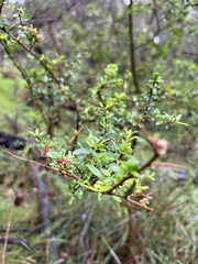 Bursaria spinosa spinosa