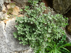 Teucrium