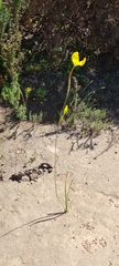 Moraea bellendenii