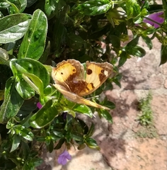 Junonia hierta cebrene