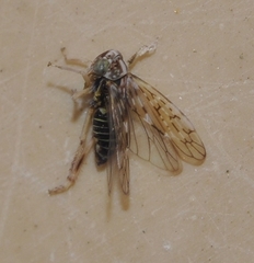 Stenidiocerus poecilus