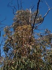 Corymbia gummifera