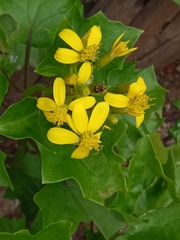 Senecio tamoides