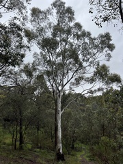 Eucalyptus rubida