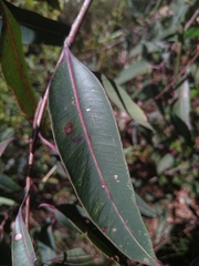 Corymbia gummifera