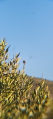 Passer melanurus melanurus