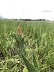 Acalypha villicaulis