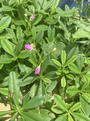 Talinum fruticosum