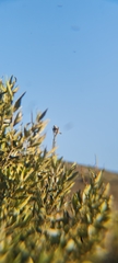 Passer melanurus melanurus