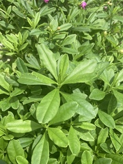 Talinum fruticosum