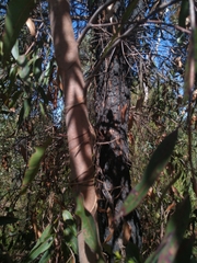 Corymbia gummifera