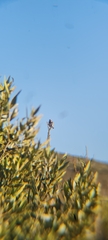 Passer melanurus melanurus