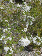 Calytrix tetragona
