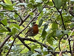 Erithacus rubecula