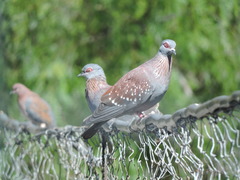 Columba guinea phaeonota