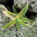 False Bromeliad Plant - Photo (c) Armando Mendoza Araniegues, some rights reserved (CC BY-NC), uploaded by Armando Mendoza Araniegues