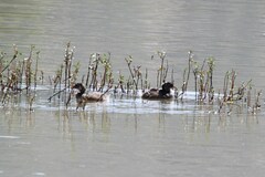 Tachybaptus ruficollis capensis