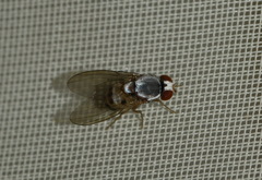 Leucophenga maculata