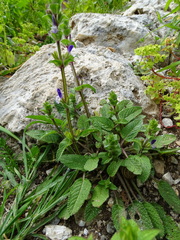 Salvia viridis