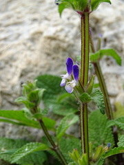 Salvia viridis