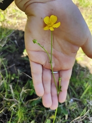Ranunculus lappaceus