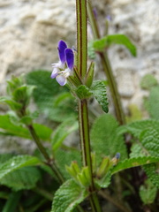 Salvia viridis