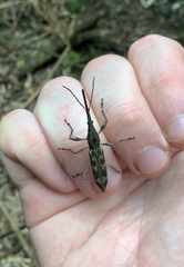 Lasiorhynchus barbicornis
