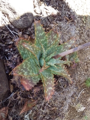 Aloe greatheadii