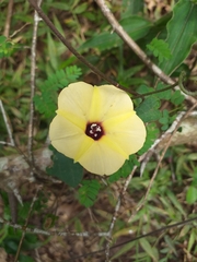 Hewittia malabarica