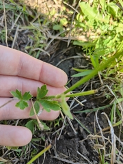 Ranunculus lappaceus