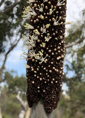Xanthorrhoea caespitosa