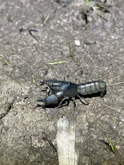 Tenuibranchiurus glypticus