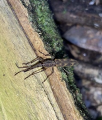 Lasiorhynchus barbicornis