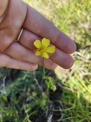 Ranunculus lappaceus
