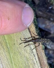 Lasiorhynchus barbicornis