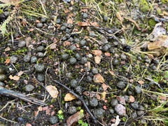 Oryctolagus cuniculus