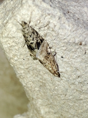 Hellula undalis