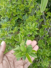 Diospyros lycioides