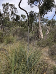 Xanthorrhoea caespitosa