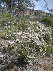Calytrix tetragona