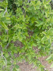 Diospyros lycioides