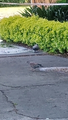 Columba guinea phaeonota