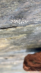 Xylobolus frustulatus