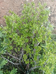 Diospyros lycioides