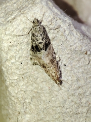 Hellula undalis