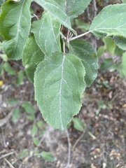 Malus sylvestris