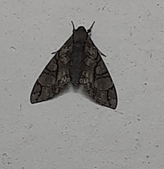 Cocytius antaeus